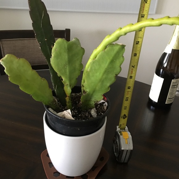 Amazing Orchid Cactus Plant.- Surprise Mixed of Vibrant Colors - Picture 4 of 11